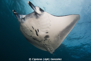 Manta flying at Bali by Cipriano (ripli) Gonzalez 